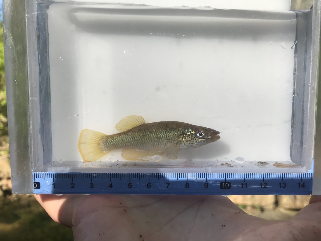 Speckled killifish (Fundulus rathbuni) — Fundulidae
