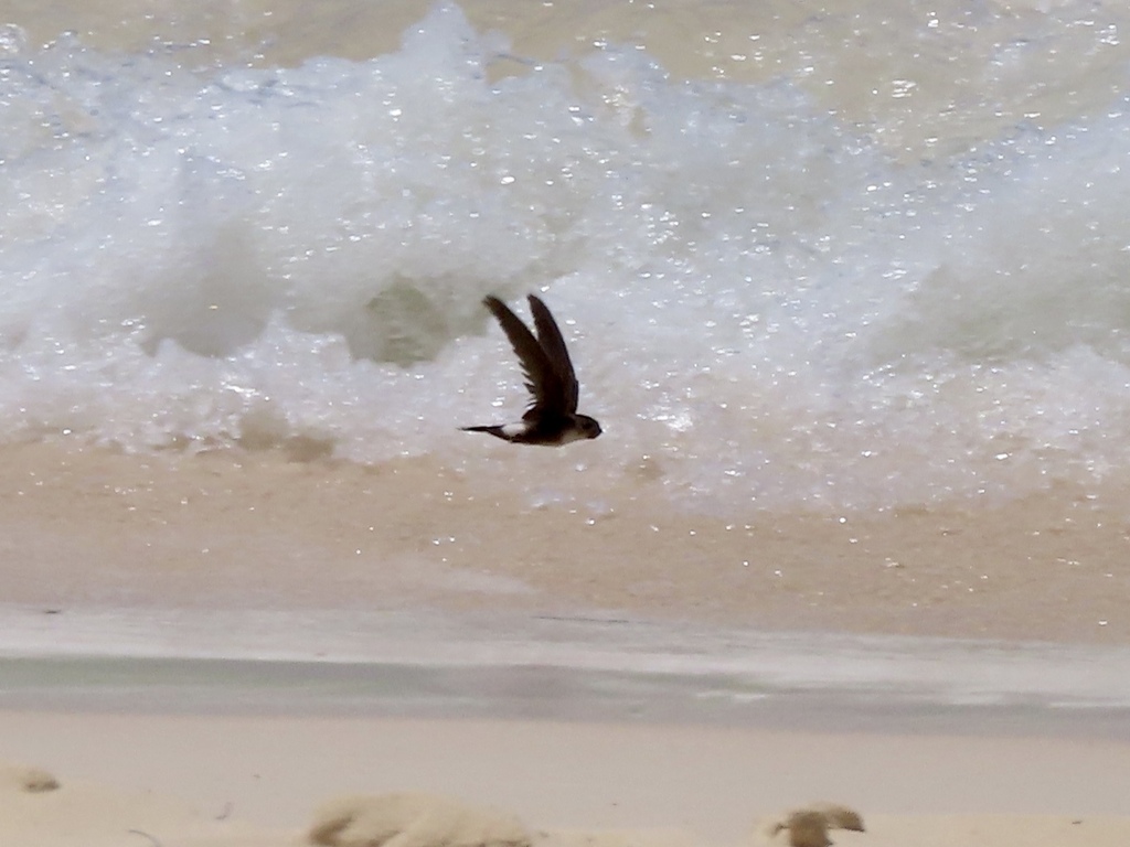 Antillean Palm Swift