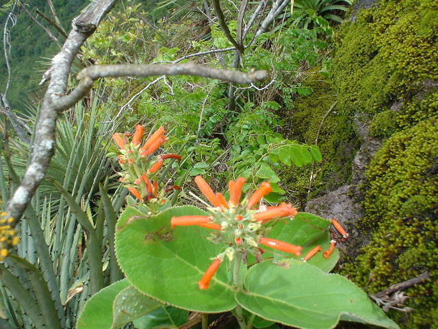 Sinningia macrostachya, Santa Terezinha, Canela - RS, 95680-000, Brasil