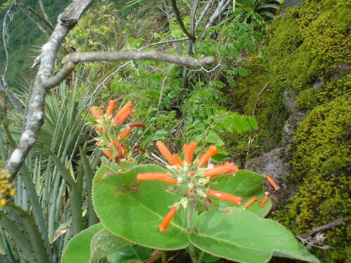 Sinningia macrostachya