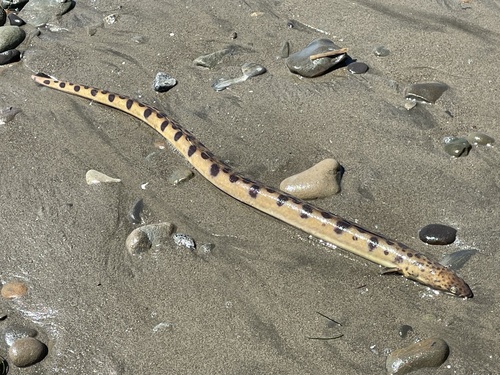 Pacific snake eel (Ophichthus triserialis) — Ophichthidae — 2