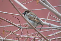 Passer domesticus