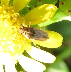 Nysius senecionis