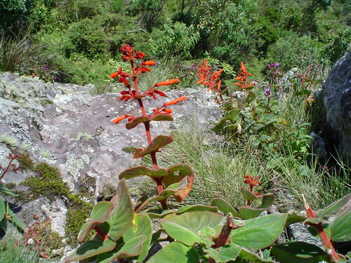 Sinningia magnifica