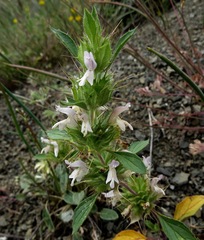 Acanthomintha lanceolata