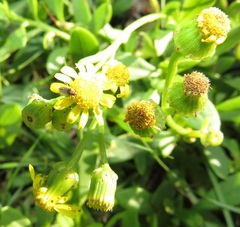 Nysius senecionis