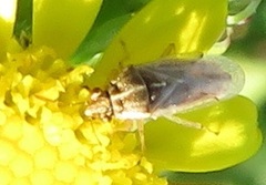 Nysius senecionis