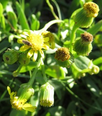 Nysius senecionis