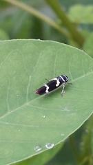 Macugonalia leucomelas