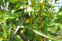 Araujia angustifolia