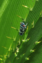 Balacha melanocephala