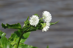 Gymnocoronis spilanthoides