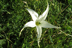 Jaborosa integrifolia