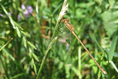 Lestes undulatus