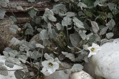 Convolvulus verecundus