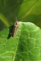 Photinus signaticollis