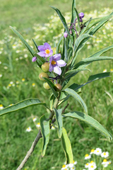 Solanum glaucophyllum