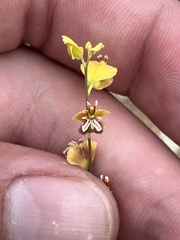 Streptanthus polygaloides