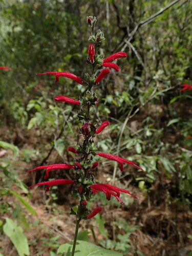 Image of Salvia cinnabarina by (c) Nolan Exe, some rights reserved (CC BY)