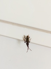 Estenorhinus flavolineatus