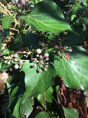 Hedera