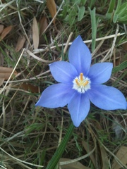Nemastylis geminiflora