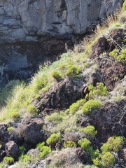 Plantago arborescens image