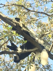 Colobus guereza matschiei
