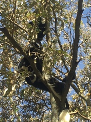 Colobus guereza matschiei