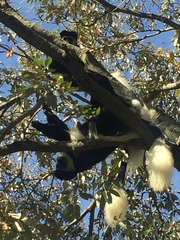 Colobus guereza matschiei