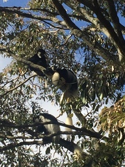 Colobus guereza matschiei