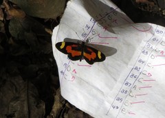 Acraea sotikensis