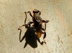 Ropalomeridae