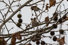 Carduelis carduelis