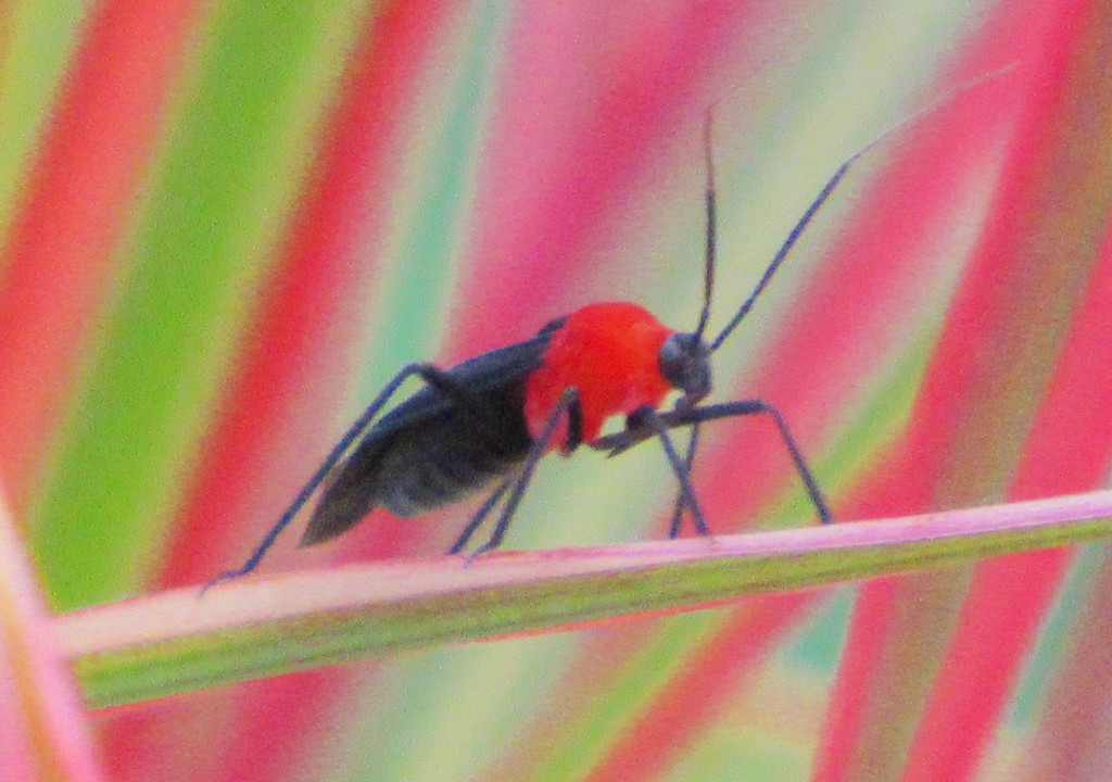 Platytylus kuhlgatzi