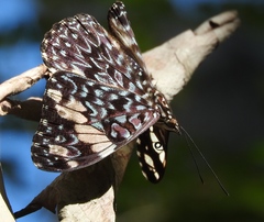 Hamadryas amphinome mazai