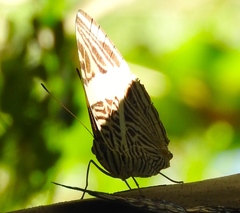 Colobura dirce dirce