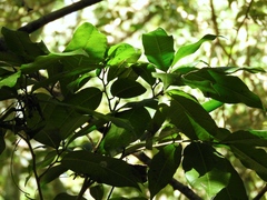 Brosimum alicastrum