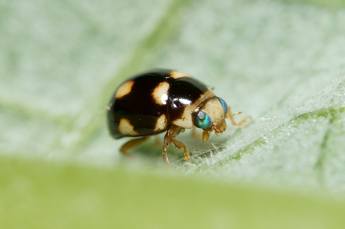 Ten-spotted Spurleg photographed in Minnesota