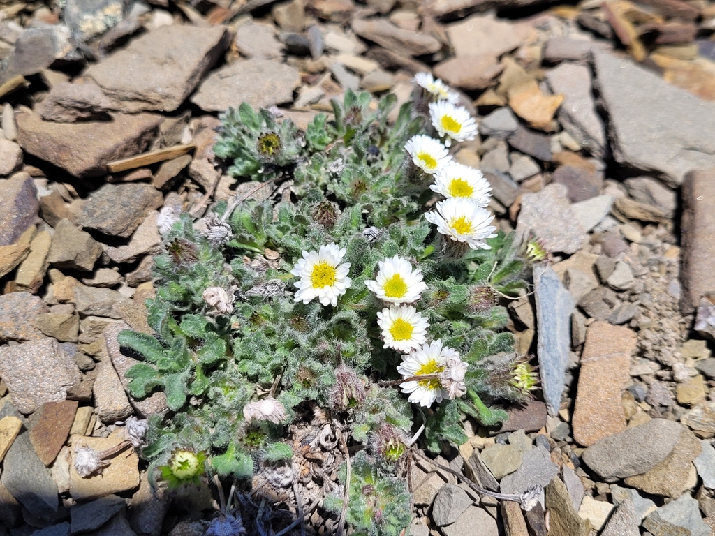 Pale Fleabane