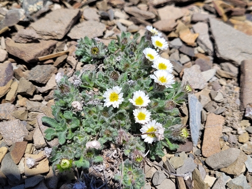 Erigeron pallens