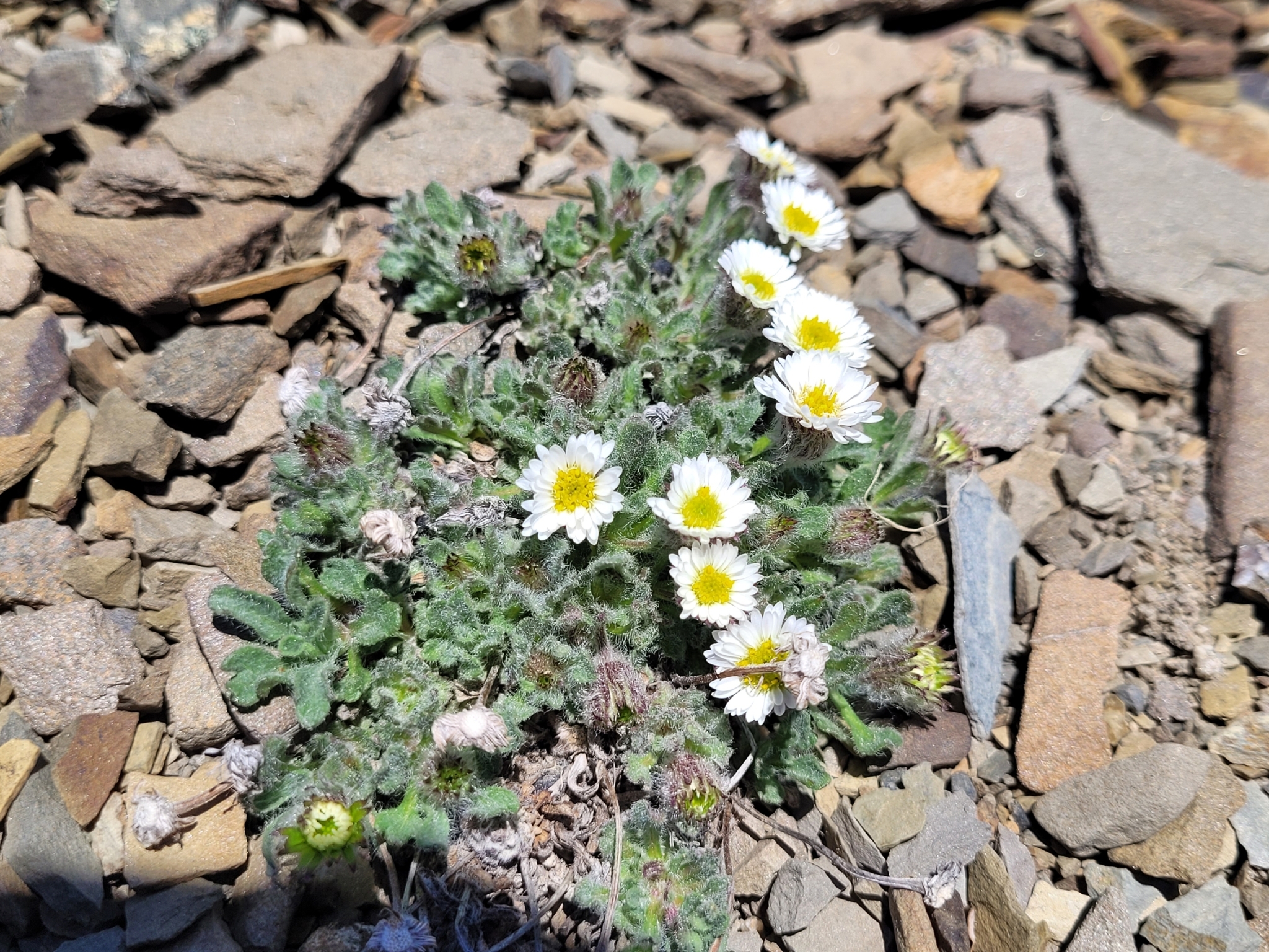 Erigeron pallens