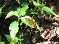 Apallaga opalinus