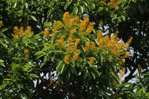 Vochysia guatemalensis (Vochysia guatemalensis)