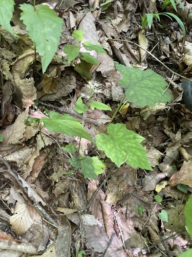 Tiarella nautila, photograph 6