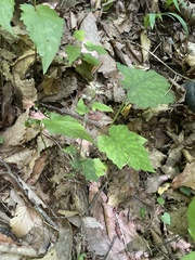 Tiarella nautila, photograph (c) Kristály Cravens-Liszak, some rights reserved (CC BY)