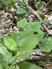 (c) Kristály Cravens-Liszak, some rights reserved (CC BY) Tiarella nautila, photograph (c) Kristály Cravens-Liszak, some rights reserved (CC BY)