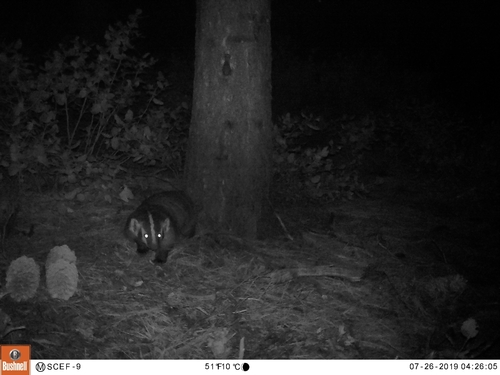 iNaturalist observation photo of American Badger