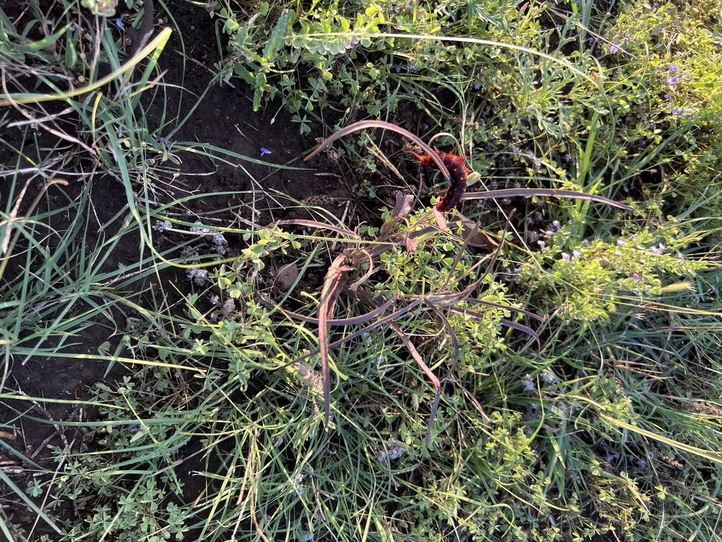 Swanflower from Lewis Ranch Rd, New Braunfels, TX, US on June 8, 2023