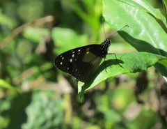 Amauris albimaculata